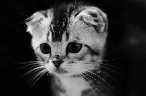 😨 Стикер «Animals Mood» для Telegram