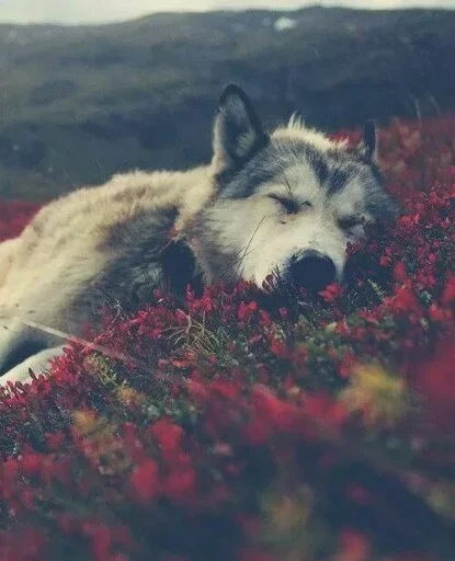Стикерпак Animals Mood для Telegram