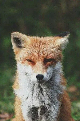 😖 Стикер «Animals Mood» для Telegram