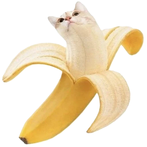 🐈 Стикер «animals or food» для Telegram