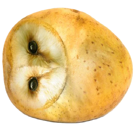 🦉 Стикер «animals or food» для Telegram