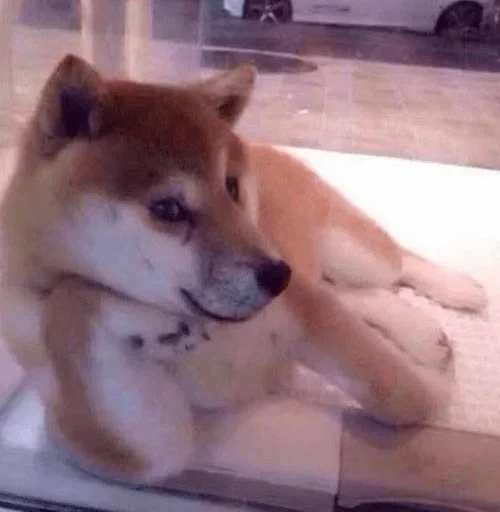 🤗 Стикер «Animals Soul» для Telegram