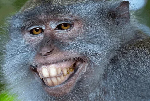 😓 Стикер «Animals Soul» для Telegram