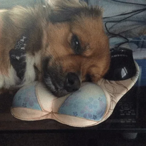 😥 Стикер «Animals Soul» для Telegram
