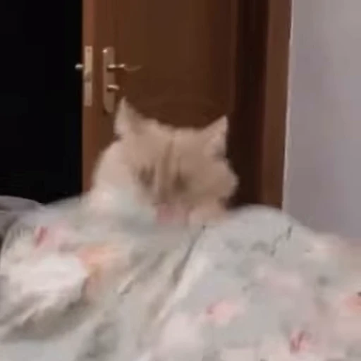 🐾 Стикер «Animals 4» для Telegram