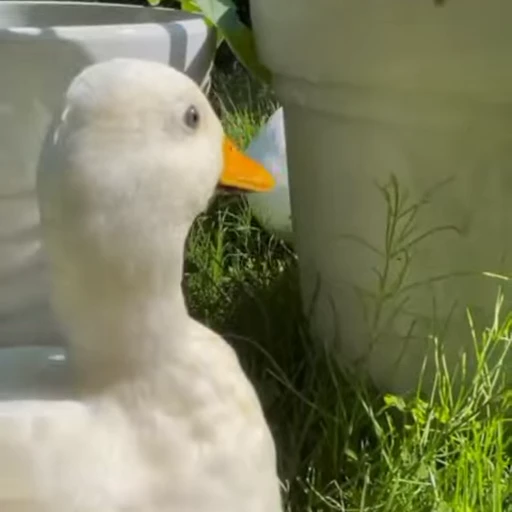 🐾 Стикер «Animals 4» для Telegram