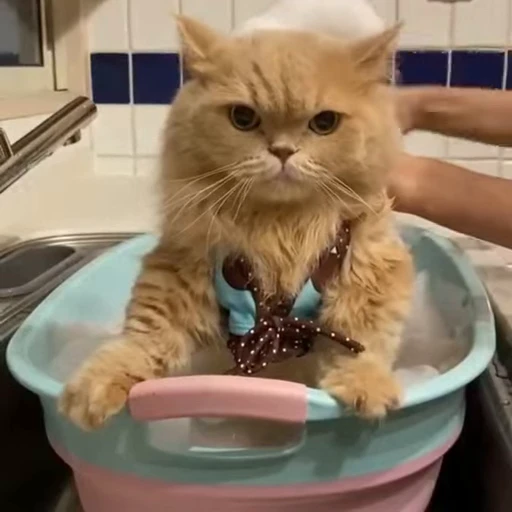 🐾 Стикер «Animals 4» для Telegram
