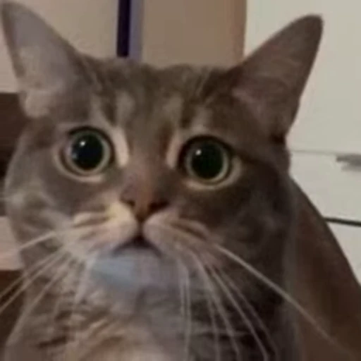 🍒 Стикер «Animals 4» для Telegram