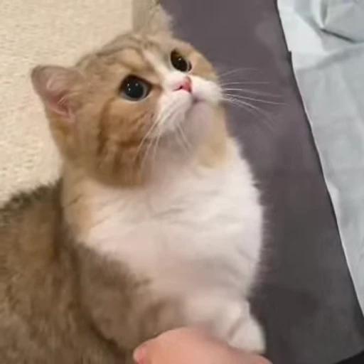 🐾 Стикер «Animals 4» для Telegram