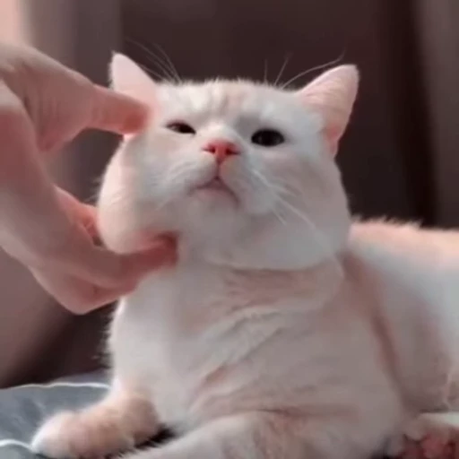 🐾 Стикер «Animals 4» для Telegram