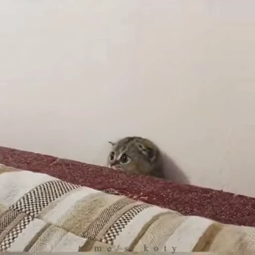 🍒 Стикер «Animals 4» для Telegram