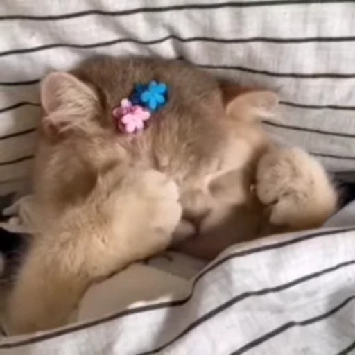 🐾 Стикер «Animals 4» для Telegram