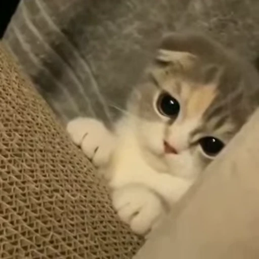 🍒 Стикер «Animals 4» для Telegram