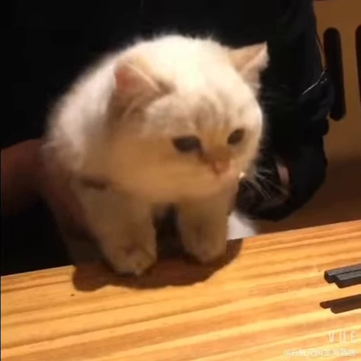 🐾 Стикер «Animals 4» для Telegram