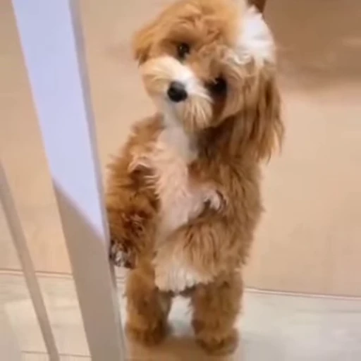 🐾 Стикер «Animals 4» для Telegram