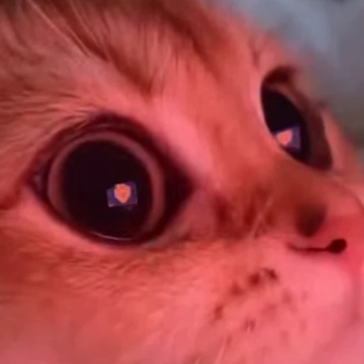 🐾 Стикер «Animals 4» для Telegram