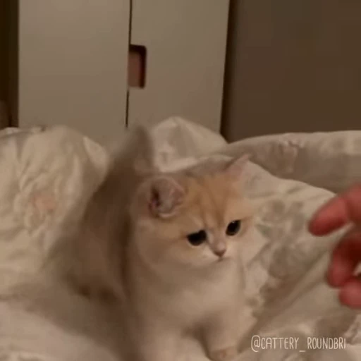 🐾 Стикер «Animals 4» для Telegram