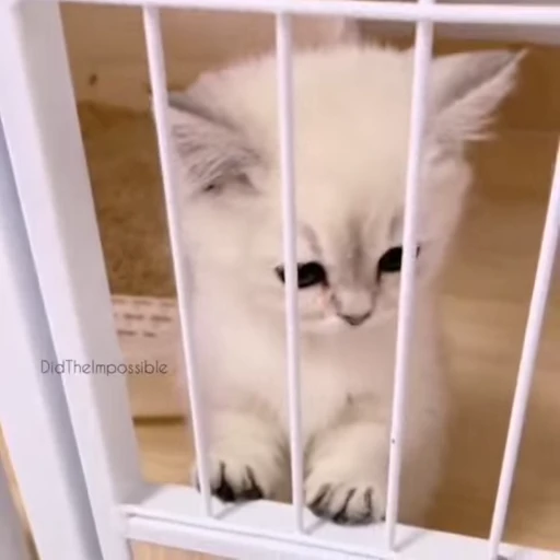 🐾 Стикер «Animals 4» для Telegram