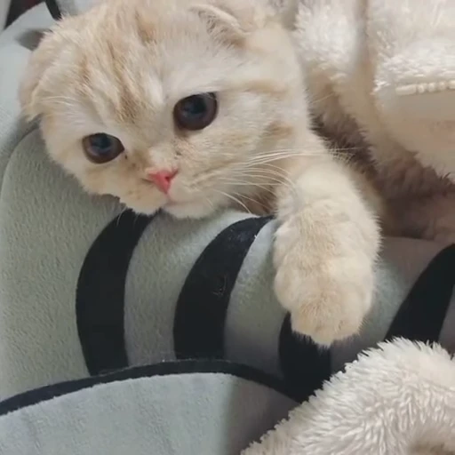 🐾 Стикер «Animals 4» для Telegram