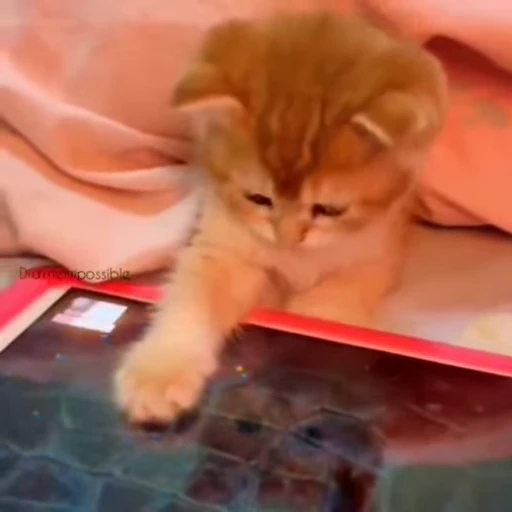 🐾 Стикер «Animals 4» для Telegram