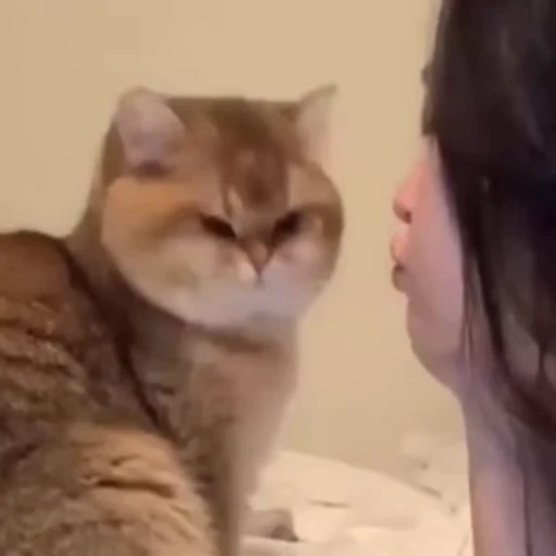 🐾 Стикер «Animals 4» для Telegram