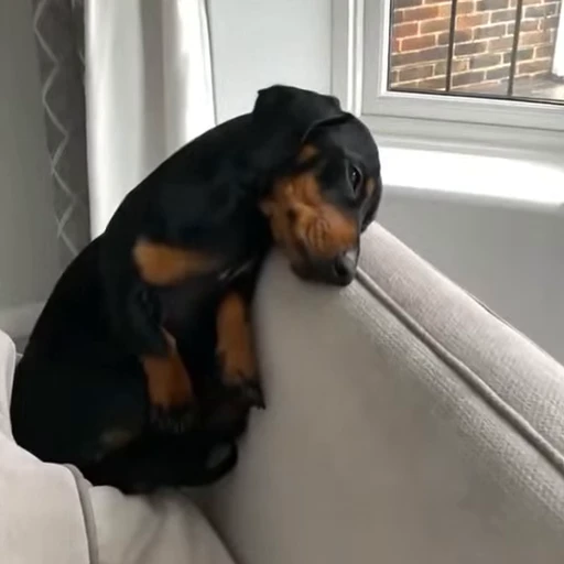 🐾 Стикер «Animals 4» для Telegram