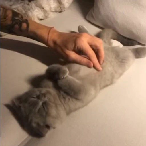 🐾 Стикер «Animals 4» для Telegram