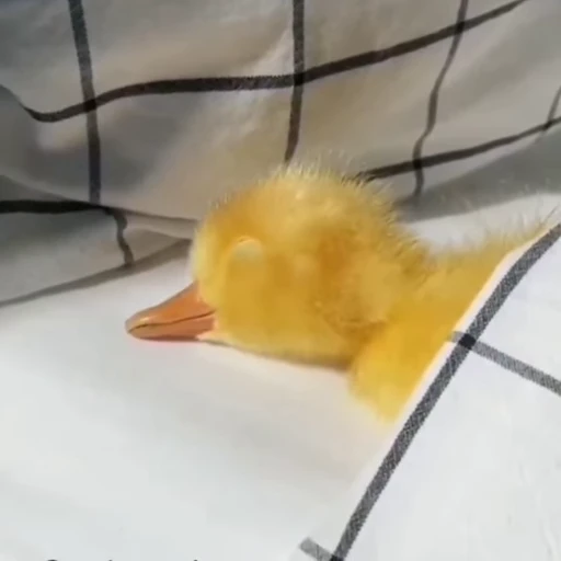 🐾 Стикер «Animals 4» для Telegram