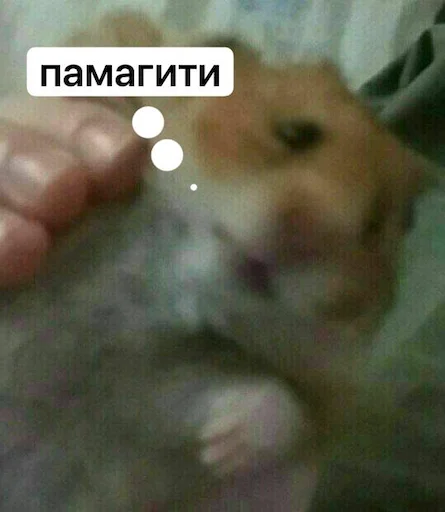 🆘 Стикер «Классные животные» для Telegram