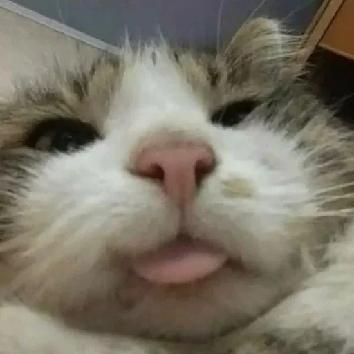 😛 Стикер «Классные животные» для Telegram