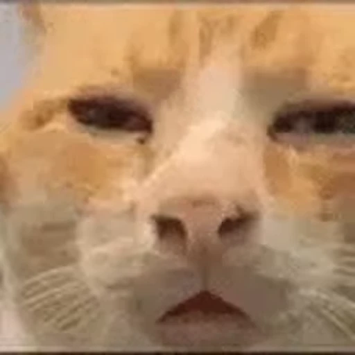😶 Стикер «animalyutkins» для Telegram