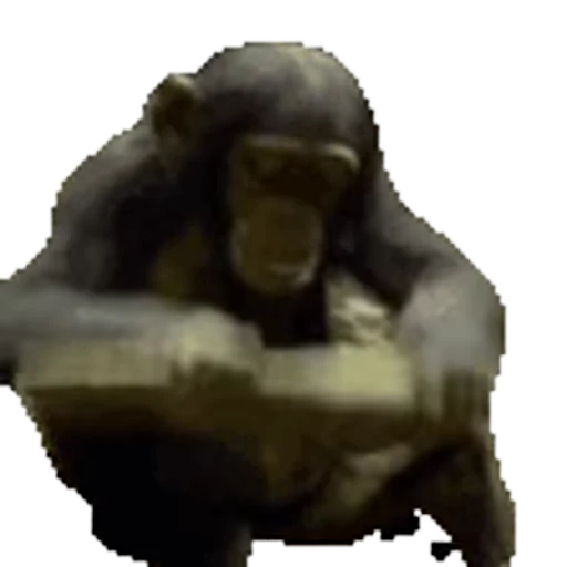 🐒 Стикер «animalyutkins» для Telegram