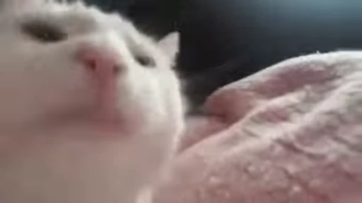 😺 Стикер «Animated Tea Sanctuary» для Telegram