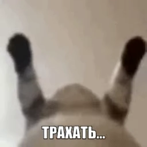 😻 Стикер «Animated Tea Sanctuary» для Telegram