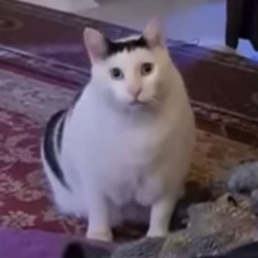 😾 Стикер «Animated Tea Sanctuary» для Telegram