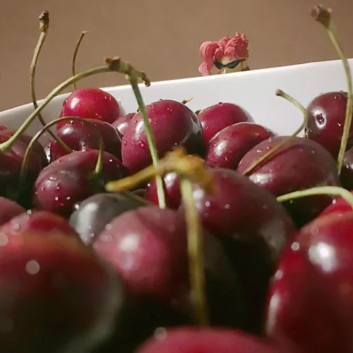 🍒 Стикер «JoJo y» для Telegram