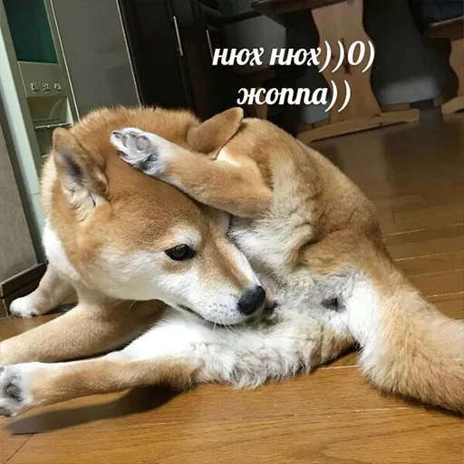 🐔 Стикер «It`s cool to be anime» для Telegram