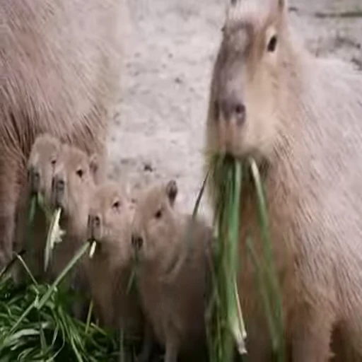 🌿 Стикер «Animated Kapibara» для Telegram