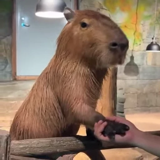🤝 Стикер «Animated Kapibara» для Telegram