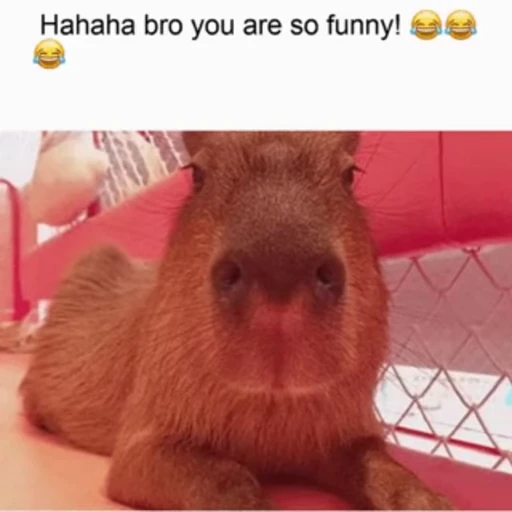 🤨 Стикер «Animated Kapibara» для Telegram