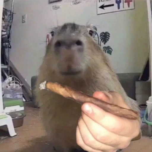🌿 Стикер «Animated Kapibara» для Telegram