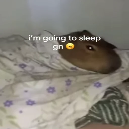 😴 Стикер «Animated Kapibara» для Telegram