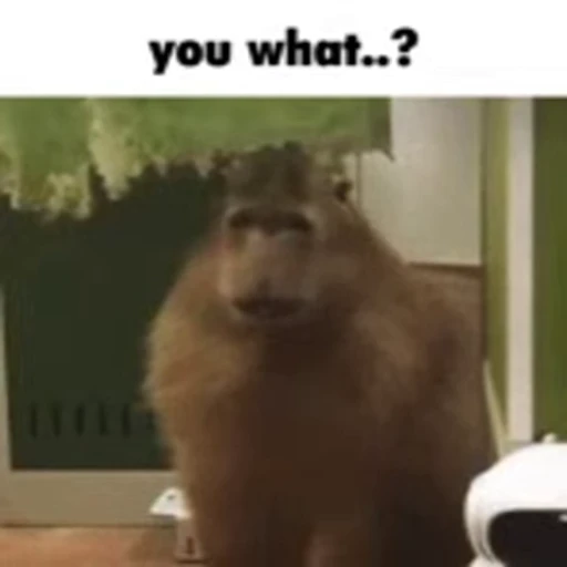 🤨 Стикер «Animated Kapibara» для Telegram
