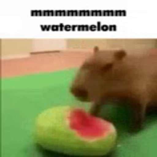 🍉 Стикер «Animated Kapibara» для Telegram
