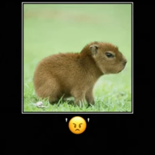 😬 Стикер «Animated Kapibara» для Telegram