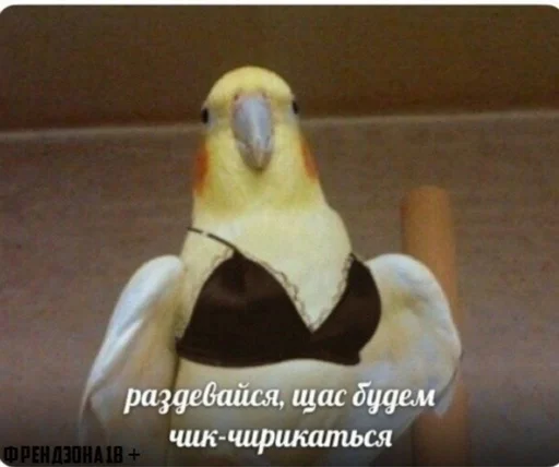 😉 Стикер «animudak» для Telegram