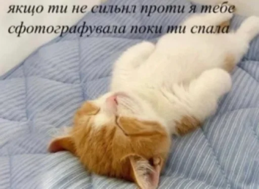 😘 Стикер «українське лесбійство та мізандрія» для Telegram