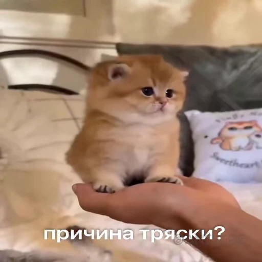 😭 Стикер «Приколы» для Telegram