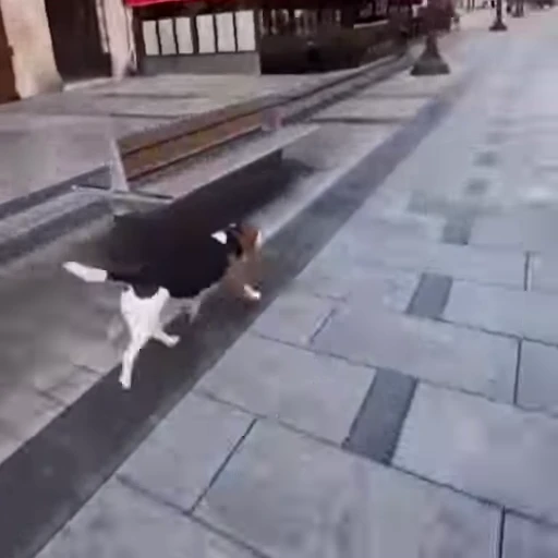 🐈 Стикер «' - elguapoo46» для Telegram