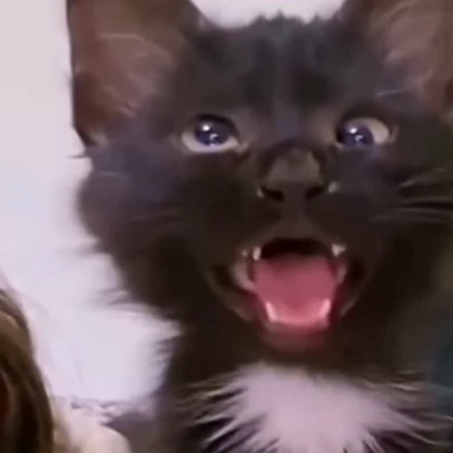 😺 Стикер «' - elguapoo46» для Telegram